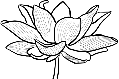 Lotus Flower Coloring Page